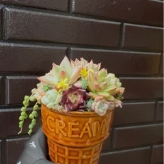 多肉植物の寄せ植えしませんかの画像