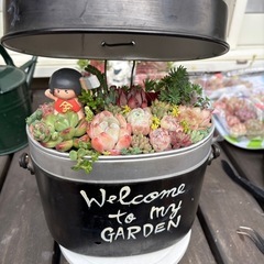 多肉植物の寄せ植えしませんかの画像