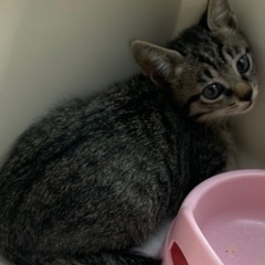 大人野良猫約7匹＋🆕子猫1匹は捕獲成功【野良猫で警戒心かなり強いです】