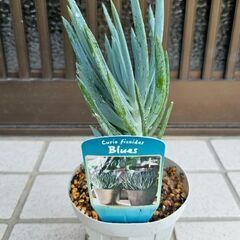多肉植物　キュリオ　ブルース　根はり鉢ごとの画像