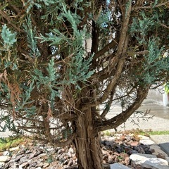 植栽 差し上げますの画像