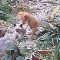 生後一ヶ月　4匹