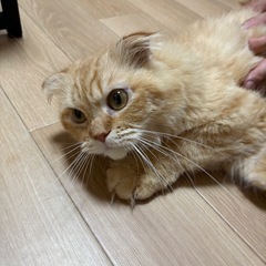【里親募集中】スコティッシュフォールド♂レッドタビー − 東京都