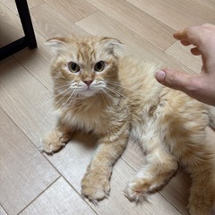 【里親募集中】スコティッシュフォールド♂レッドタビー - 中央区