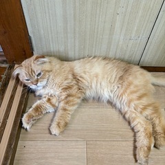 【里親募集中】スコティッシュフォールド♂レッドタビー - 猫