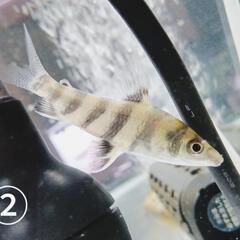 2匹セット  バンデットレポリヌス　幼魚　①7cm　②6cm　他にも多数出品中！　（検ダトニオ　アロワナ　90水槽　120水槽）の画像