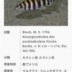 2匹セット  バンデットレポリヌス　幼魚　①7cm　②6cm　他にも多数出品中！　（検ダトニオ　アロワナ　90水槽　120水槽）の画像