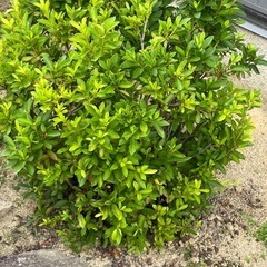 庭の木もらってくださいの画像