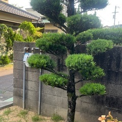 庭の木もらってくださいの画像