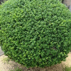 庭の木もらってくださいの画像