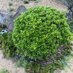 庭の木もらってくださいの画像