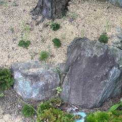 庭の石もらってください