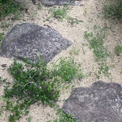 庭の石もらってくださいの画像