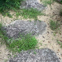 庭の石もらってくださいの画像