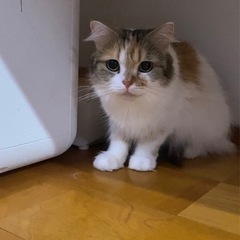 【里親募集中】足長マンチカン　女の子