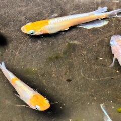 に〜予約済紅玉エボリューション14