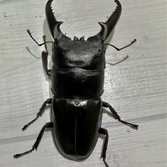 ツシマヒラタクワガタ　大型ペア