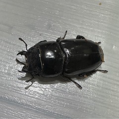 【取引完了】ツシマヒラタクワガタ　大型ペアの画像