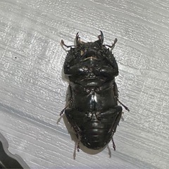 【取引完了】ツシマヒラタクワガタ　大型ペアの画像