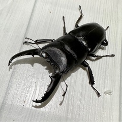 【取引完了】ツシマヒラタクワガタ　大型ペアの画像