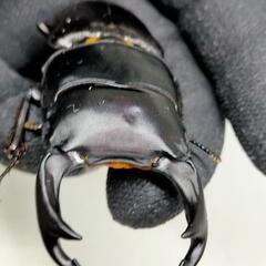 能勢YGオオクワガタ新成虫　♂74.3ミリと♀48ミリ　1ペア　未後食