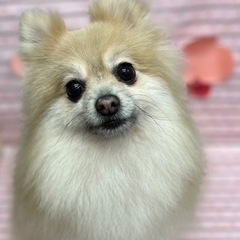 ポメラニアン 9才 