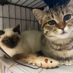 野良子猫ちゃん保護しました^^