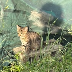 3匹の捨て猫