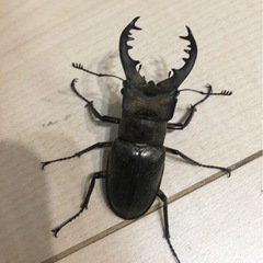 ミヤマクワガタ　雄　雌ペア　カブトムシ