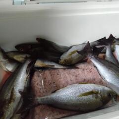 6月26日船釣り行く方募集中