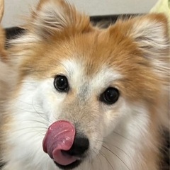 MIX犬 メス2歳くらい