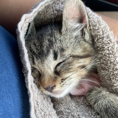保護猫のためのケージ