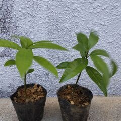 カニステル苗2本セット