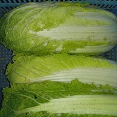 白菜　2025.6.20 17:00以降