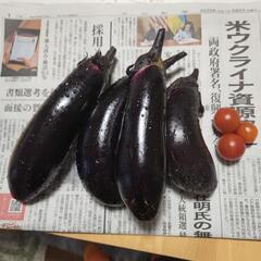 採れたて野菜