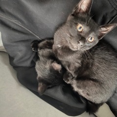 子猫