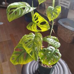 観葉植物