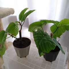 観葉植物　フィカスウンベラータ　1鉢の画像