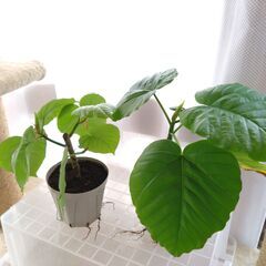 観葉植物　フィカスウンベラータ　1鉢の画像