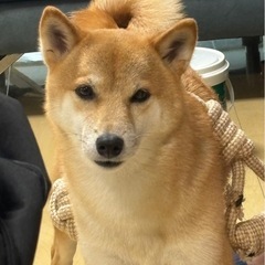柴犬　探しています！