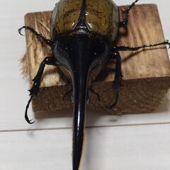 ヘラクレスオオカブト　ペアの画像