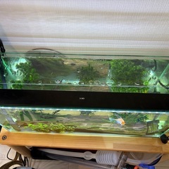 アクアリウムセット全てお譲り/60cmスリム水槽ですの画像