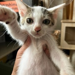 白多めの　白キジちゃん