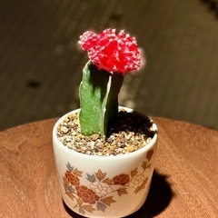 観葉植物　ヒボタン　おしゃれな鉢と受け皿付きの画像
