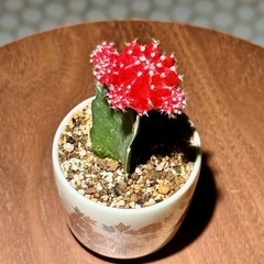 観葉植物　ヒボタン　おしゃれな鉢と受け皿付きの画像
