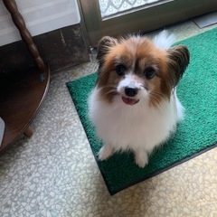 パピヨン 8歳