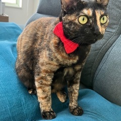 カギ尻尾のサビ猫