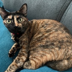 カギ尻尾のサビ猫