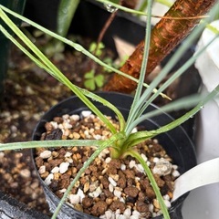 【レア】カナバリスフーケリー　耐寒性　観葉植物　塊根植物　多肉植...