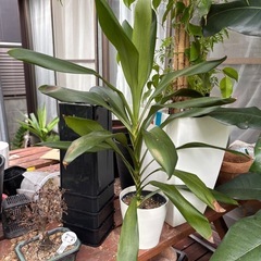 【20%オフ　6/22】ドラセナグローカル　観葉植物　塊根植物　...